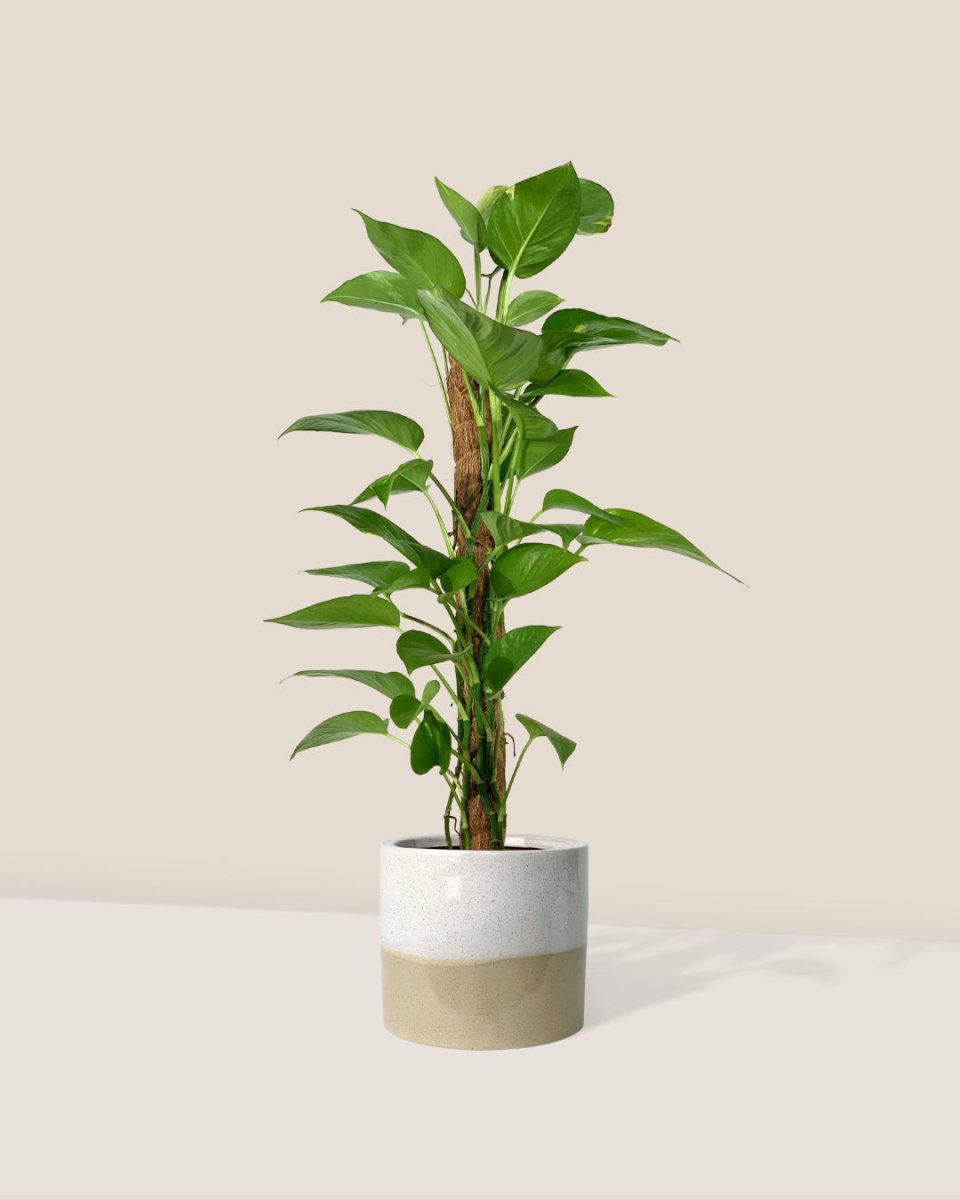 Epipremnum Aureum - Money Plant (Variegated) - cream two tone pot - Gifting plant - Tumbleweed Plants - Online Plant Delivery Singapore