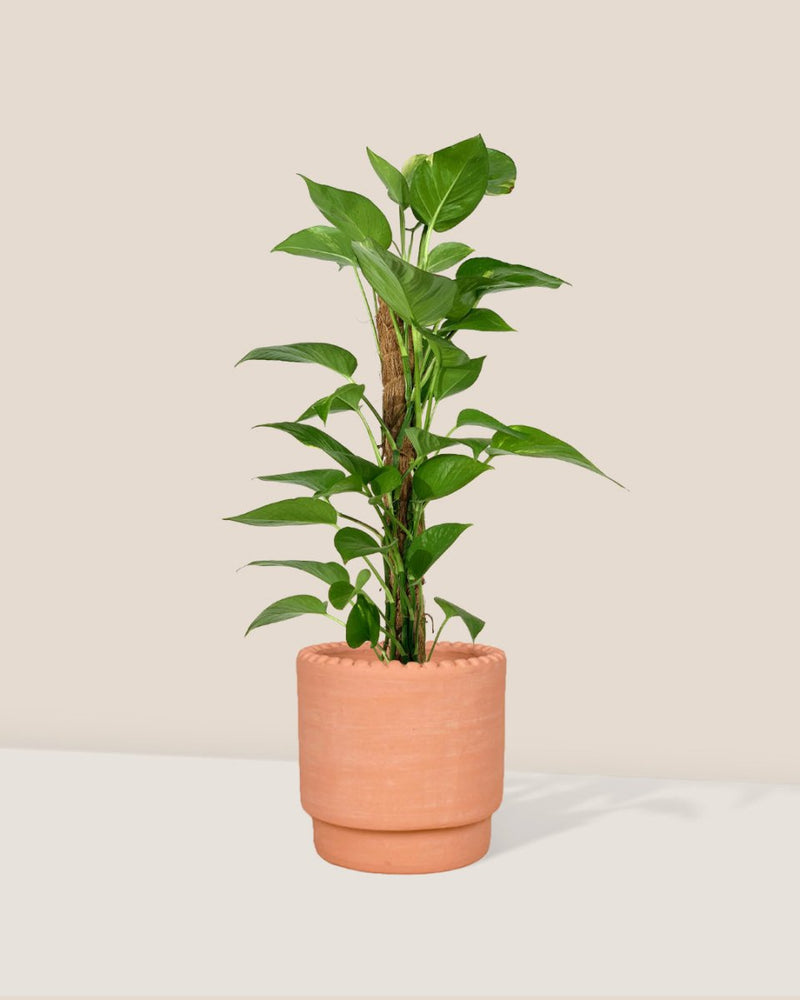 Epipremnum Aureum - Money Plant (Variegated) - dotted rim terracotta pot - Gifting plant - Tumbleweed Plants - Online Plant Delivery Singapore