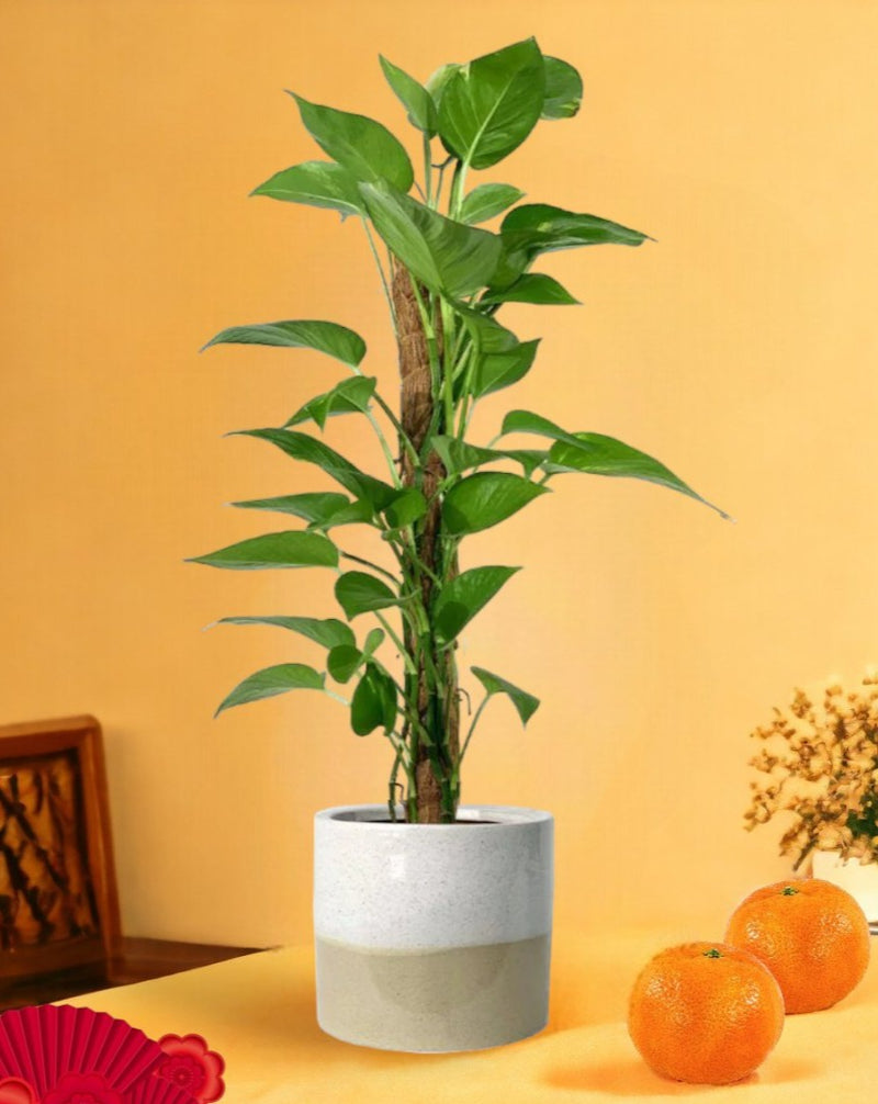 Epipremnum Aureum - Money Plant (Variegated) - dotted rim terracotta pot - Gifting plant - Tumbleweed Plants - Online Plant Delivery Singapore
