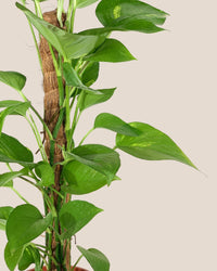 Epipremnum Aureum - Money Plant (Variegated) - grow pot - Gifting plant - Tumbleweed Plants - Online Plant Delivery Singapore