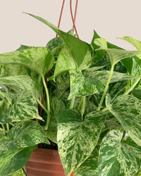 Epipremnum 'Marble Queen' - grow pot - Potted plant - Tumbleweed Plants - Online Plant Delivery Singapore