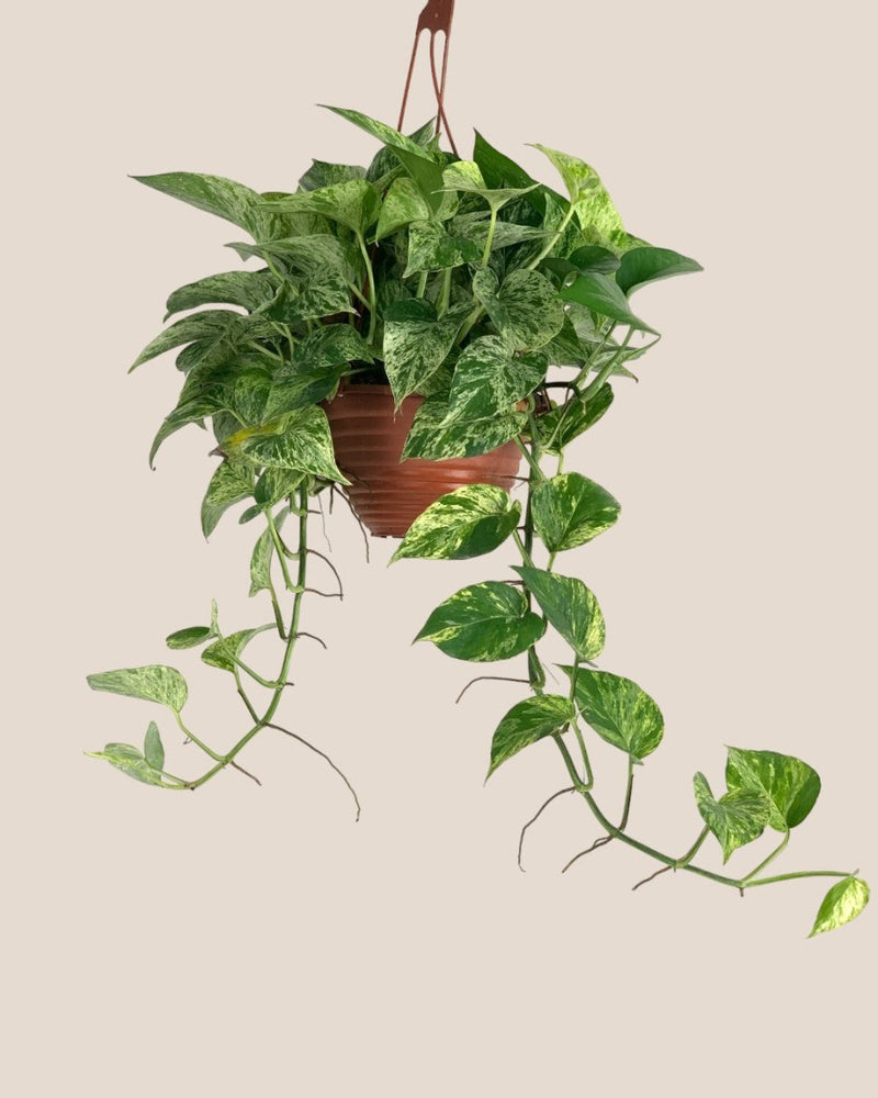 Epipremnum 'Marble Queen' - grow pot - Potted plant - Tumbleweed Plants - Online Plant Delivery Singapore