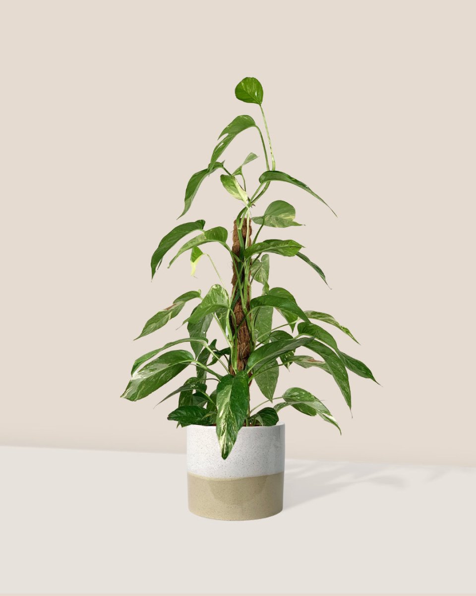Epipremnum Pinnatum "Albo Variegata" - cream two tone pot - Gifting plant - Tumbleweed Plants - Online Plant Delivery Singapore