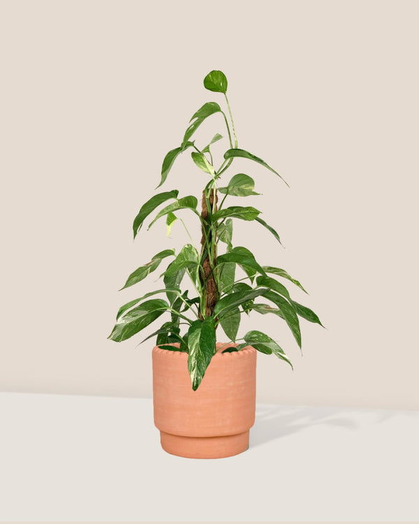 Epipremnum Pinnatum "Albo Variegata" - dotted rim terracotta pot - Gifting plant - Tumbleweed Plants - Online Plant Delivery Singapore