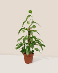 Epipremnum Pinnatum "Albo Variegata" - grow pot - Gifting plant - Tumbleweed Plants - Online Plant Delivery Singapore
