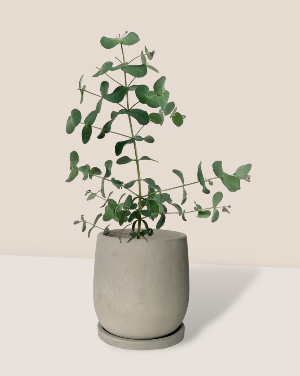 Eucalyptus Gunnii - dusty grey cement planter with tray - Potted plant - Tumbleweed Plants - Online Plant Delivery Singapore