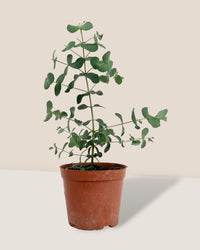 Eucalyptus Gunnii - grow pot - Potted plant - Tumbleweed Plants - Online Plant Delivery Singapore