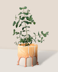 Eucalyptus Gunnii - melting pots small - orange - Potted plant - Tumbleweed Plants - Online Plant Delivery Singapore