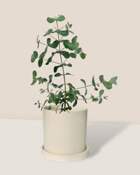 Eucalyptus Gunnii - white flour planter - cylinder - Potted plant - Tumbleweed Plants - Online Plant Delivery Singapore