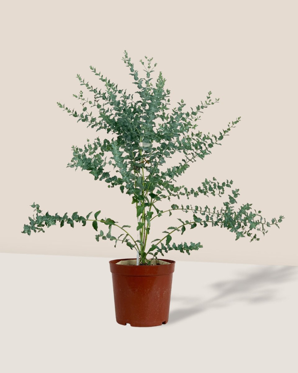 Eucalyptus 'Moon Lagoon' - grow pot - Potted plant - Tumbleweed Plants - Online Plant Delivery Singapore