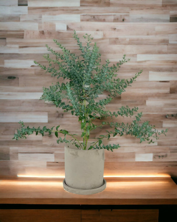 Eucalyptus 'Moon Lagoon' - grow pot - Potted plant - Tumbleweed Plants - Online Plant Delivery Singapore