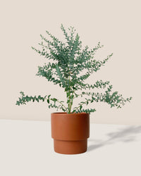 Eucalyptus 'Moon Lagoon' - plinth pot - large/chestnut - Potted plant - Tumbleweed Plants - Online Plant Delivery Singapore