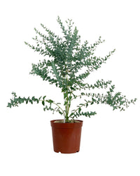 Eucalyptus 'Moon Lagoon' - plinth pot - large/chestnut - Potted plant - Tumbleweed Plants - Online Plant Delivery Singapore