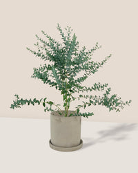 Eucalyptus 'Moon Lagoon' - smoffy cement planter - round - Potted plant - Tumbleweed Plants - Online Plant Delivery Singapore