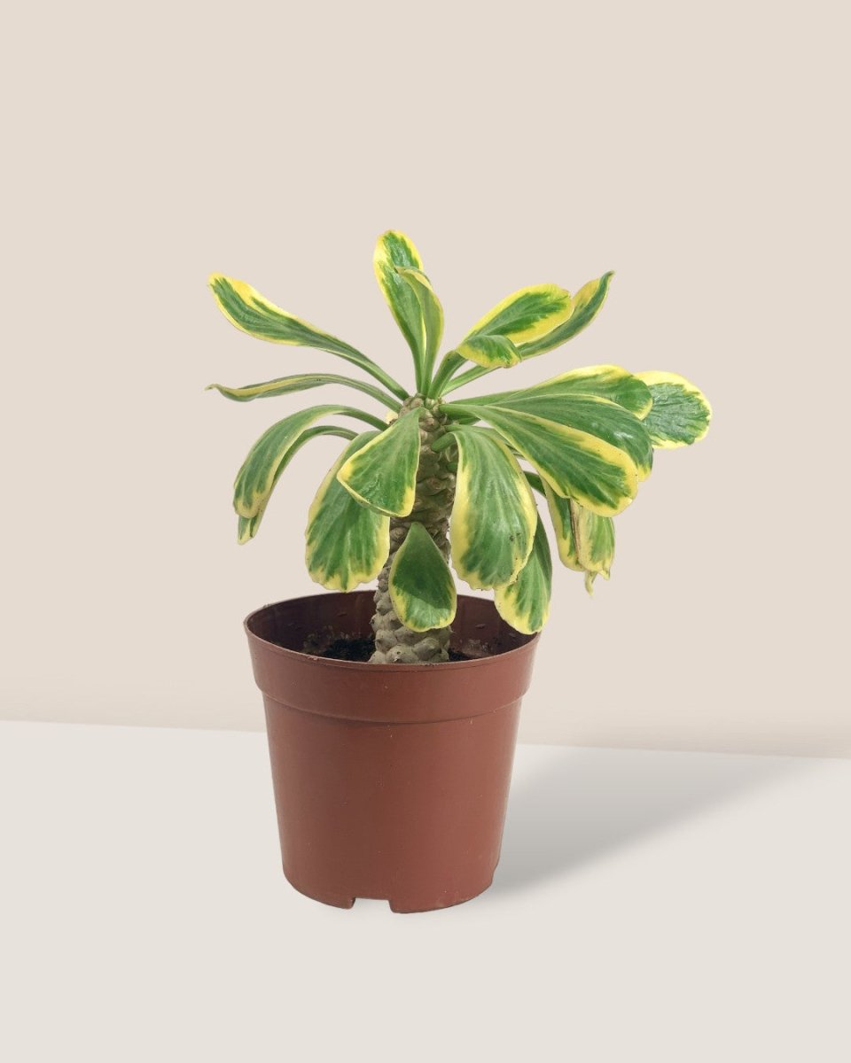 Euphorbia Poissonii - grow pot - Potted plant - Tumbleweed Plants - Online Plant Delivery Singapore
