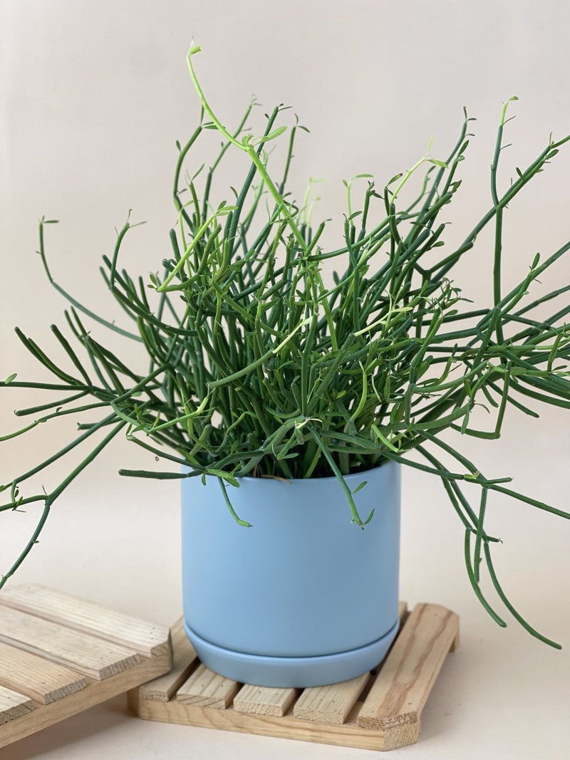 Euphorbia Tirucalli (Pencil cactus) - grow pot - Just plant - Tumbleweed Plants - Online Plant Delivery Singapore