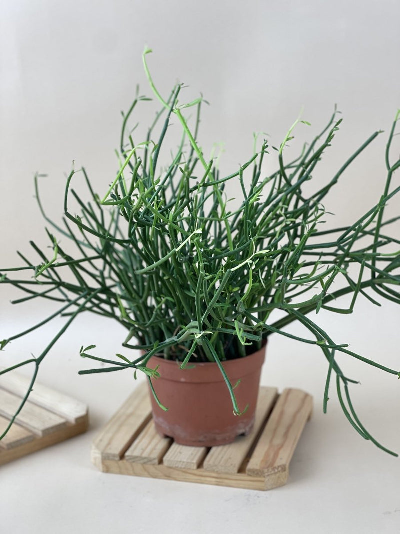 Euphorbia Tirucalli (Pencil cactus) - grow pot - Just plant - Tumbleweed Plants - Online Plant Delivery Singapore