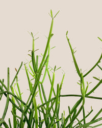Euphorbia Tirucalli (Pencil cactus) - grow pot - Potted plant - Tumbleweed Plants - Online Plant Delivery Singapore