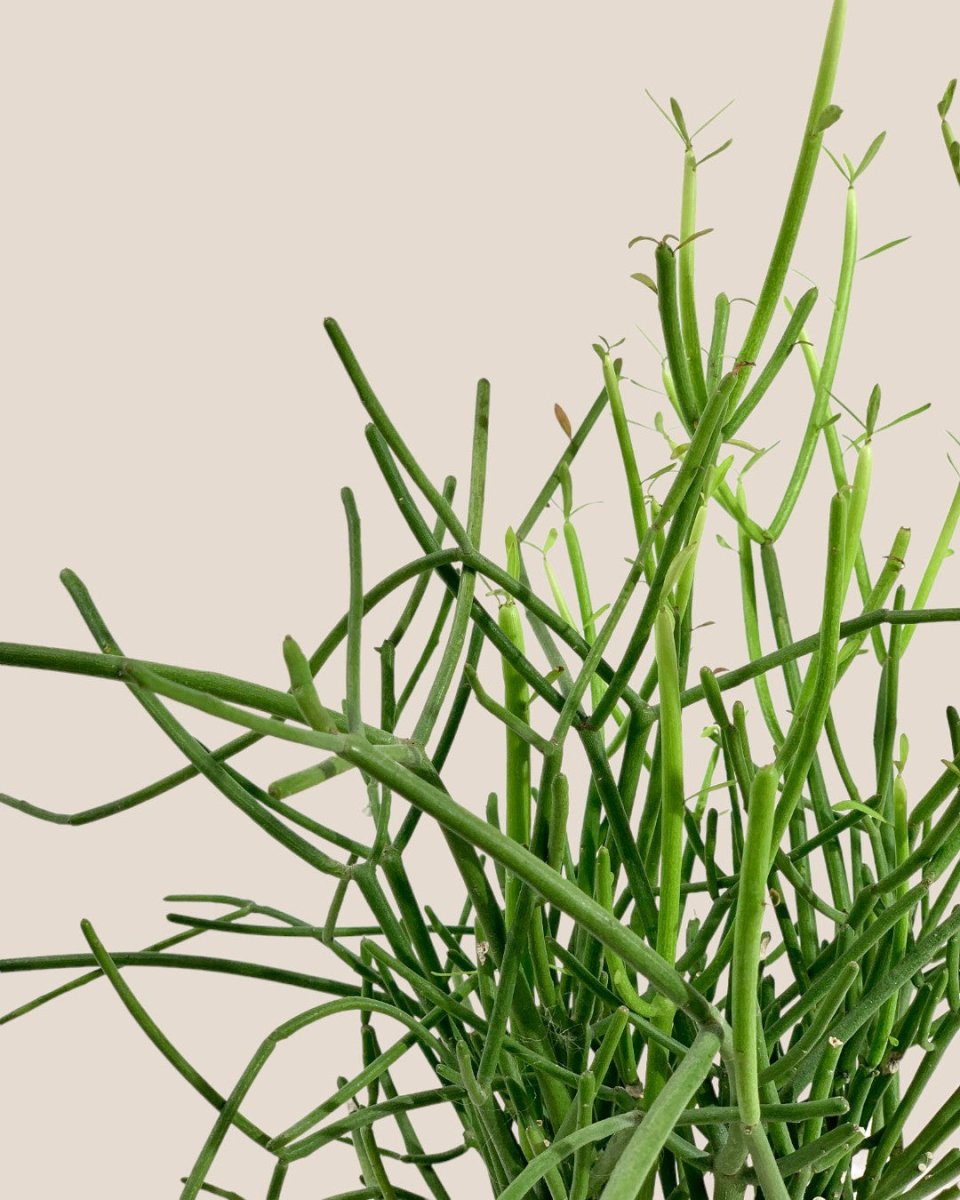 Euphorbia Tirucalli (Pencil cactus) - grow pot - Potted plant - Tumbleweed Plants - Online Plant Delivery Singapore