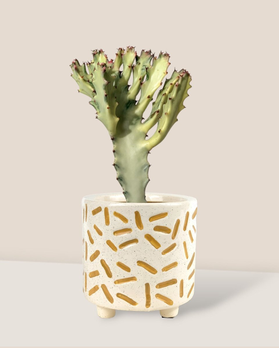 Euphorbia White Ghost - 30cm - matchstick planter - Potted plant - Tumbleweed Plants - Online Plant Delivery Singapore