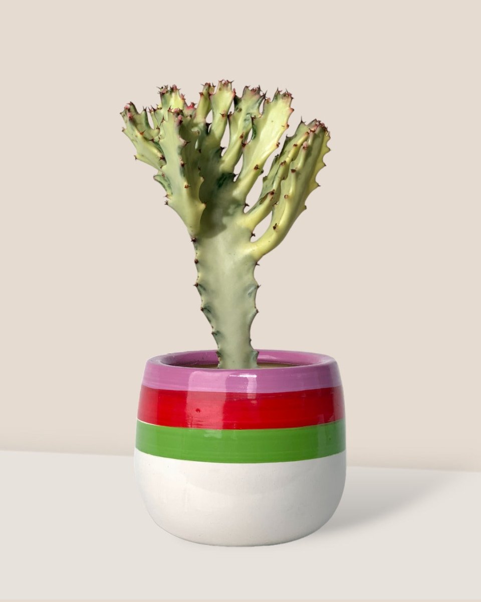 Euphorbia White Ghost - 30cm - poppy planter - ariel - Potted plant - Tumbleweed Plants - Online Plant Delivery Singapore