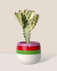 Euphorbia White Ghost - 30cm - poppy planter - ariel - Potted plant - Tumbleweed Plants - Online Plant Delivery Singapore