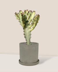 Euphorbia White Ghost - 30cm - smoffy cement planter - round - Potted plant - Tumbleweed Plants - Online Plant Delivery Singapore
