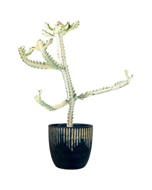 Euphorbia White Ghost paired with etched planter - black/large