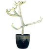 Euphorbia White Ghost