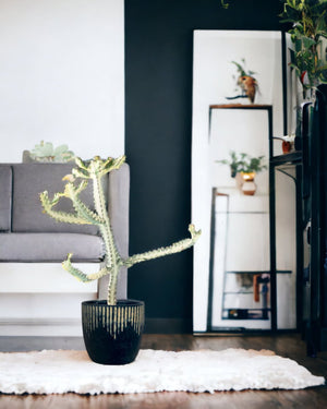 Euphorbia White Ghost paired with etched planter - black/large