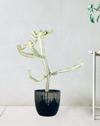 Euphorbia White Ghost - etched planter - black/large - Just plant - Tumbleweed Plants - Online Plant Delivery Singapore