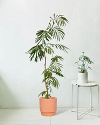 Everfresh Tree (1.5m) - dotted rim terracotta pot - Potted plant - Tumbleweed Plants - Online Plant Delivery Singapore