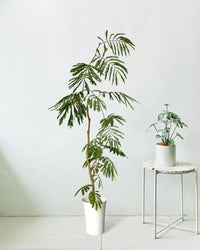 Everfresh Tree (1.5m) - grow pot - Potted plant - Tumbleweed Plants - Online Plant Delivery Singapore