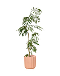 Everfresh Tree (1.5m) - roman planters - almond - Potted plant - Tumbleweed Plants - Online Plant Delivery Singapore