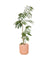 Everfresh Tree (Japan) 0.9-1.3m