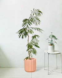 Everfresh Tree (1.5m) - roman planters - almond - Potted plant - Tumbleweed Plants - Online Plant Delivery Singapore