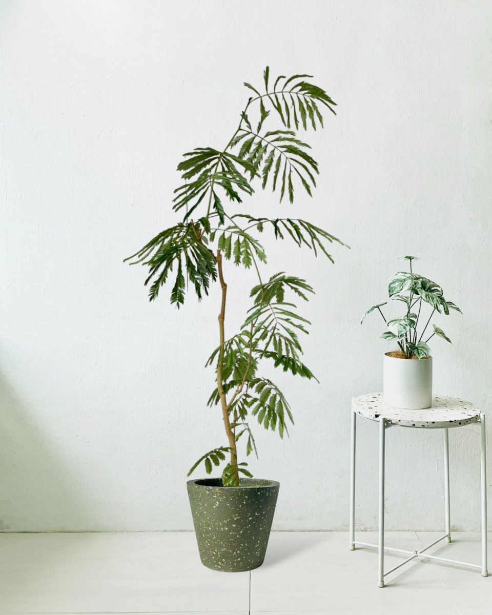 Everfresh Tree (1.5m) - terrazzo pots - olive green - Potted plant - Tumbleweed Plants - Online Plant Delivery Singapore