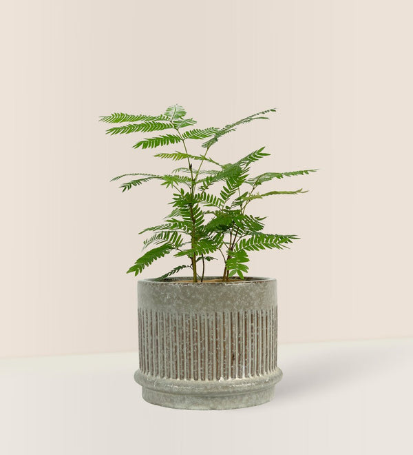 Everfresh Tree - Pithecellobium Confertum (Japan) - Gifting plant - Tumbleweed Plants - Online Plant Delivery Singapore