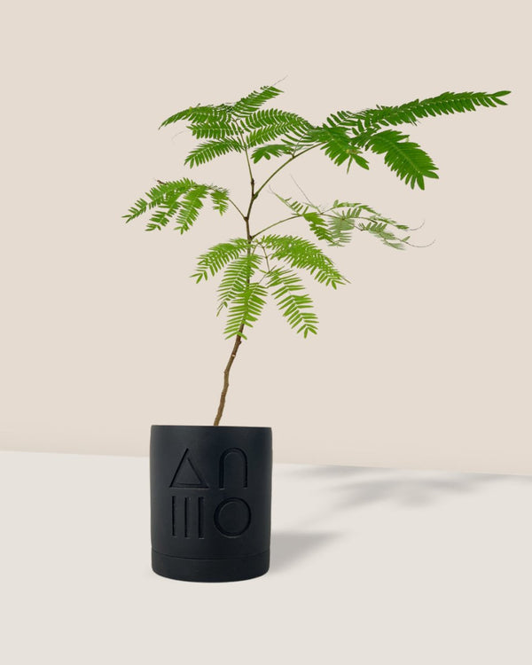 Everfresh Tree - Pithecellobium Confertum (Japan) - etch pot - midnight black - Gifting plant - Tumbleweed Plants - Online Plant Delivery Singapore