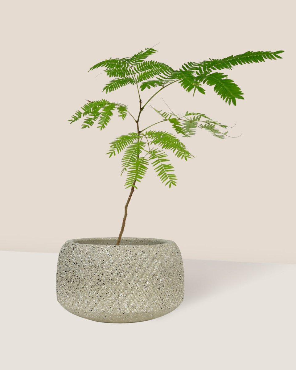 Everfresh Tree - Pithecellobium Confertum (Japan) - sand bowl planter - cream - Gifting plant - Tumbleweed Plants - Online Plant Delivery Singapore