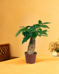 Fat Baby Money Tree - grow pot - Gifting plant - Tumbleweed Plants - Online Plant Delivery Singapore