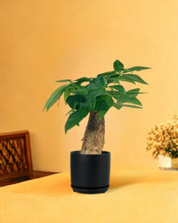 Fat Baby Money Tree - little cylinder black with tray planter - Gifting plant - Tumbleweed Plants - Online Plant Delivery Singapore