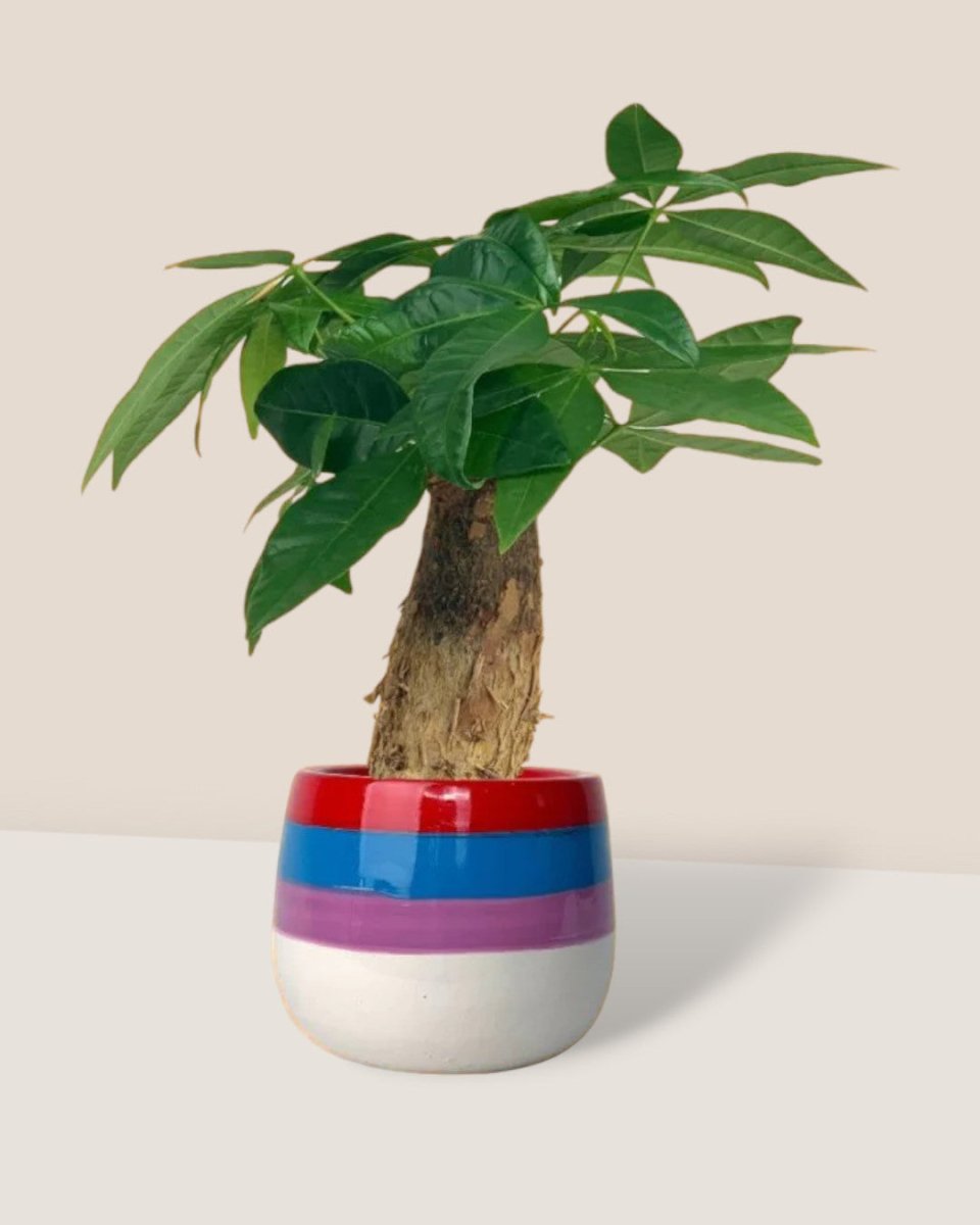 Fat Baby Money Tree - poppy color planter - rapunzel - Gifting plant - Tumbleweed Plants - Online Plant Delivery Singapore