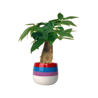 Money Tree Fat Baby