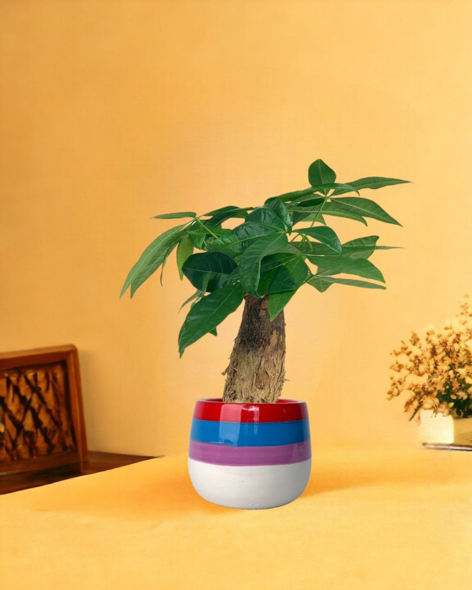 Fat Baby Money Tree - poppy color planter - rapunzel - Gifting plant - Tumbleweed Plants - Online Plant Delivery Singapore
