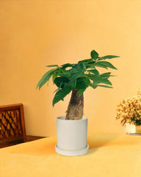 Fat Baby Money Tree - white flour planter - cylinder - Gifting plant - Tumbleweed Plants - Online Plant Delivery Singapore