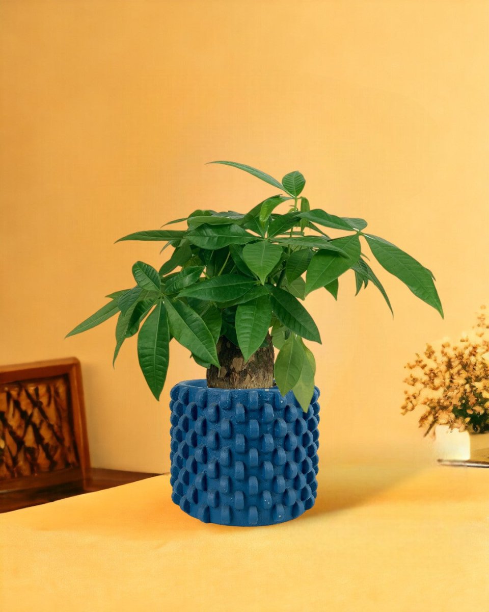 Fat Boy Money Tree - carter planters - small - Gifting plant - Tumbleweed Plants - Online Plant Delivery Singapore