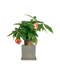 Fat Boy Money Tree - coarse cylinder planter - black - Gifting plant - Tumbleweed Plants - Online Plant Delivery Singapore