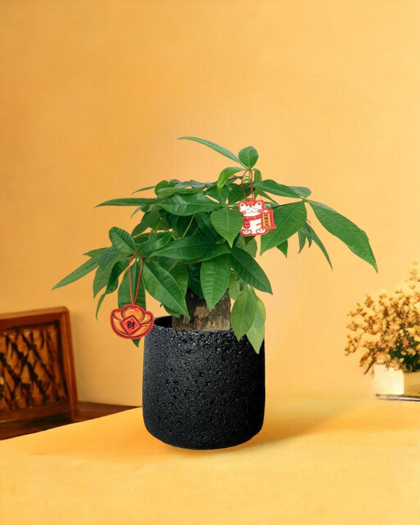 Fat Boy Money Tree - coarse cylinder planter - black - Gifting plant - Tumbleweed Plants - Online Plant Delivery Singapore