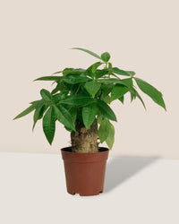 Fat Boy Money Tree - grow pot - Gifting plant - Tumbleweed Plants - Online Plant Delivery Singapore
